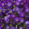 Axcent™ Deep Purple Aubrieta -High Country Gardens Store axcent deep purple rock cress 1