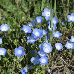 Alternative Lawn Wildflower Seed Mix -High Country Gardens Store baby blue eyes 1