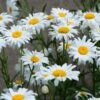 Becky Shasta Daisy -High Country Gardens Store becky shasta daisy 1