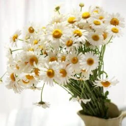 Becky Shasta Daisy -High Country Gardens Store becky shasta daisy 4