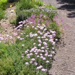 Bellina Pink Cornflower 5 Bellina Pink Cornflower -High Country Gardens Store bella pink cornflower credit plant select 2