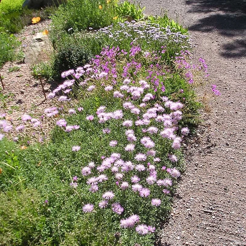 Bellina Pink Cornflower 3 Bellina Pink Cornflower - Image 3