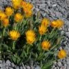 Yellow Flowered Ice Plant (Bergeranthus) -High Country Gardens Store bergeranthus vespertinus ice plant