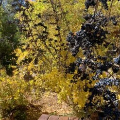 Berry Girl New Mexico Privet -High Country Gardens Store berry girl nm privet