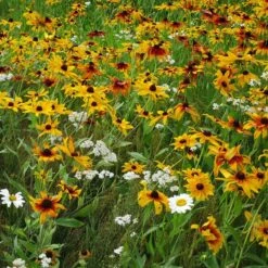 Dry Area Wildflower Seed Mix 8 Dry Area Wildflower Seed Mix -High Country Gardens Store black eyed susan gloriosa daisy yarrow