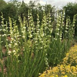 Blanca Peak™ Rocky Mountain Penstemon -High Country Gardens Store blanca peak rocky mountain penstemon beardtongue garden