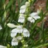 Blanca Peak™ Rocky Mountain Penstemon -High Country Gardens Store blanca peak rocky mountain penstemon close up