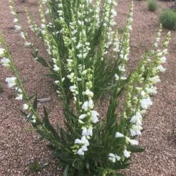 Blanca Peak™ Rocky Mountain Penstemon -High Country Gardens Store blanca peak rocky mountain penstemon full jameson coopman