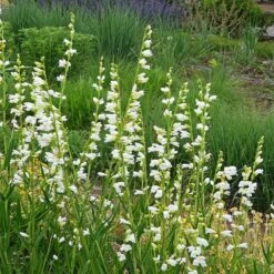 Blanca Peak™ Rocky Mountain Penstemon -High Country Gardens Store blanca peak rocky mountain penstemon penstemon strictus albus garden
