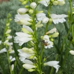Blanca Peak™ Rocky Mountain Penstemon -High Country Gardens Store blanca peak rocky mountain penstemon strictus albus honeybee