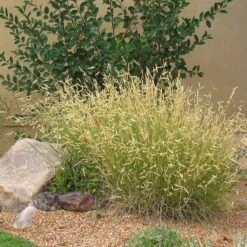 Plant Select® Waterwise Perennial Collection -High Country Gardens Store blonde ambition cropped 2