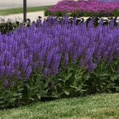 Blue By You Salvia -High Country Gardens Store blue by you meadow sage 3