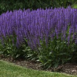 Blue By You Salvia -High Country Gardens Store blue by you meadow sage 4