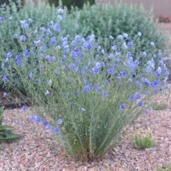Appar Blue Flax (Linum) 7 Appar Blue Flax (Linum) -High Country Gardens Store blue flax appar pr