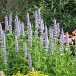 Summer Dreams Pre-Planned Garden -High Country Gardens Store blue fortune agastache
