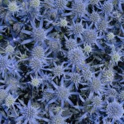 Blue Glitter Sea Holly (Eryngium) 8 Blue Glitter Sea Holly (Eryngium) -High Country Gardens Store blue glitter sea holly 2