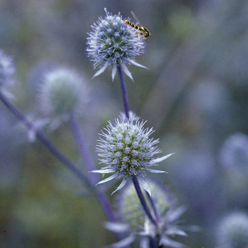 Blue Glitter Sea Holly (Eryngium) 3 Blue Glitter Sea Holly (Eryngium) - Image 3