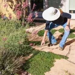 Blue Reflection® Veronica -High Country Gardens Store blue reflections ava salman 2