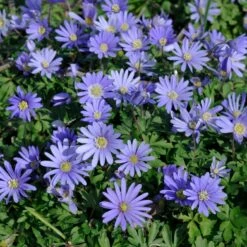 Rock Garden Bulb Collection -High Country Gardens Store blue shades anemone