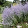 Blue Spire Russian Sage -High Country Gardens Store blue spire russian sage 1