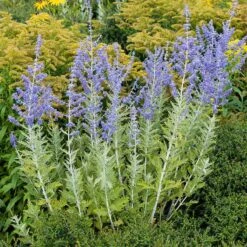 Blue Spire Russian Sage -High Country Gardens Store blue spires russian sage 3