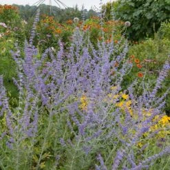 Blue Spire Russian Sage -High Country Gardens Store blue spires russian sage 4