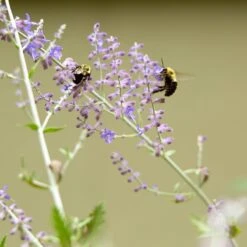 Blue Spire Russian Sage -High Country Gardens Store blue spires russian sage 5