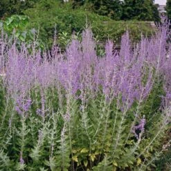 August Afternoons Pre-Planned Garden -High Country Gardens Store blue spires russuan sage cropped 1
