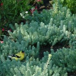 Blue Spruce Sedum -High Country Gardens Store blue spruce sedum 3 1