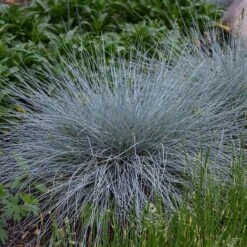 Blue Whiskers Fescue Grass -High Country Gardens Store blue whiskers fescue grass 3