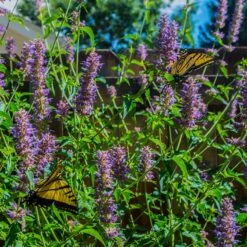 Blue Boa Agastache -High Country Gardens Store blue boa agastache sq1