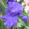 Blueberry Bliss Bearded Iris -High Country Gardens Store blueberry bliss bearded hero
