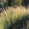 Sideoats Grama Grass 9 Sideoats Grama Grass -High Country Gardens Store bouteloua curtipendula side oats