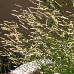 Blonde Ambition Blue Grama Grass 10 Blonde Ambition Blue Grama Grass -High Country Gardens Store bouteloua gracilis blonde ambition 1