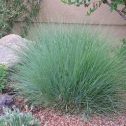 Blonde Ambition Blue Grama Grass 11 Blonde Ambition Blue Grama Grass -High Country Gardens Store bouteloua gracilis blonde ambition 2