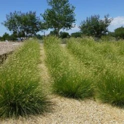 Blonde Ambition Blue Grama Grass 12 Blonde Ambition Blue Grama Grass -High Country Gardens Store bouteloua gracilis blonde ambition 3