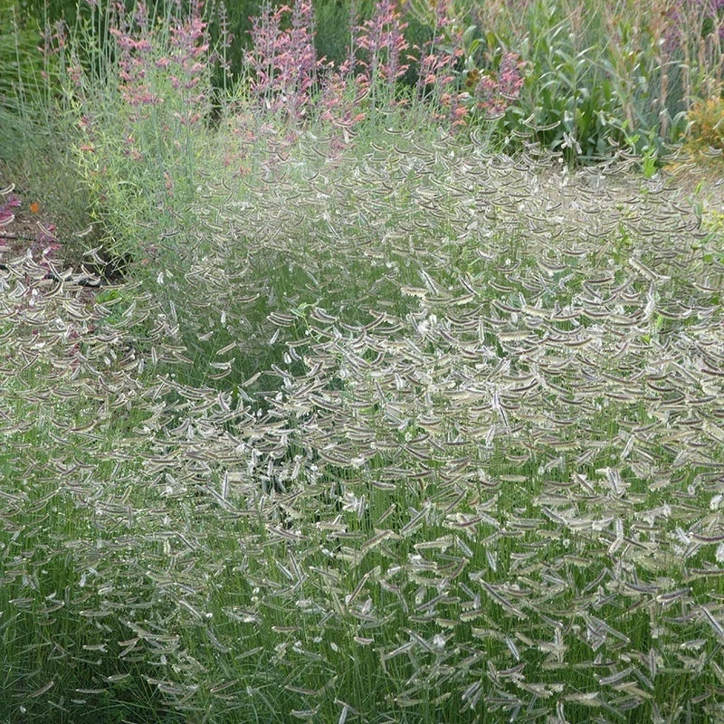 Zig Zag Blue Grama Grass 2 Zig Zag Blue Grama Grass - Image 2