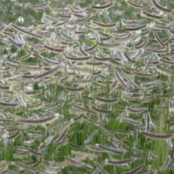 Zig Zag Blue Grama Grass 7 Zig Zag Blue Grama Grass -High Country Gardens Store bouteloua x zig zag close up of 1