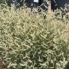 Zig Zag Blue Grama Grass -High Country Gardens Store bouteloua x zig zag fall seed he