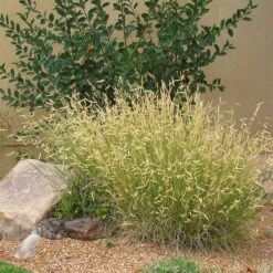Blonde Ambition Blue Grama Grass 9 Blonde Ambition Blue Grama Grass -High Country Gardens Store bouteloua blonde ambition in landscape 1