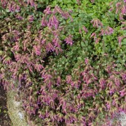 Bristol Cross Oregano -High Country Gardens Store bristol cross oregano