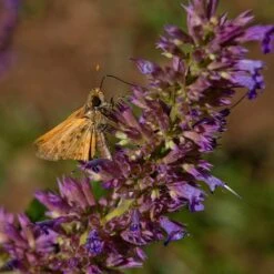 Blue Blazes Agastache -High Country Gardens Store butterfly on blue blazes hyssop