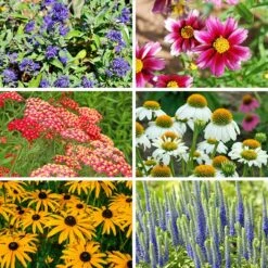 Butterfly Paradise Pre-Planned Cottage Garden -High Country Gardens Store butterfly collage