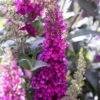 Buzz® Hot Raspberry Butterfly Bush (Buddleia) -High Country Gardens Store buzz hot raspberry butterfly bush buddleia flower 2