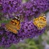 Buzz® Midnight Butterfly Bush (Buddleia) 5 Buzz® Midnight Butterfly Bush (Buddleia) -High Country Gardens Store buzz midnight butterfly bush buddleia purple