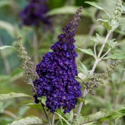Buzz® Midnight Butterfly Bush (Buddleia) -High Country Gardens Store buzz midnight butterfly bush credit planthaven 2