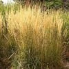 Karl Foerster Feather Reed Grass 8 Karl Foerster Feather Reed Grass -High Country Gardens Store calamagrostis acutiflora karl foerster grass 3