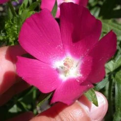 Purple Poppy Mallow (Callirhoe) -High Country Gardens Store callirhoe involucrata 1