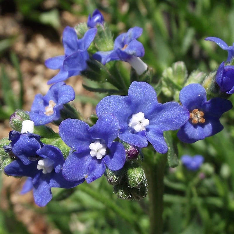 Cape Forget-Me-Not (Anchusa) 1 Cape Forget-Me-Not (Anchusa)