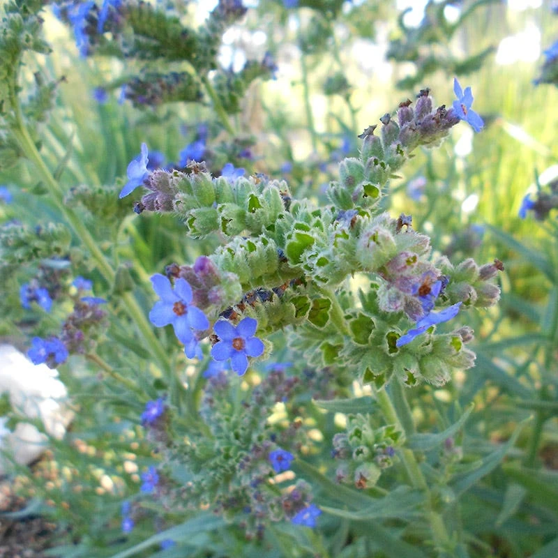 Cape Forget-Me-Not (Anchusa) 2 Cape Forget-Me-Not (Anchusa) - Image 2
